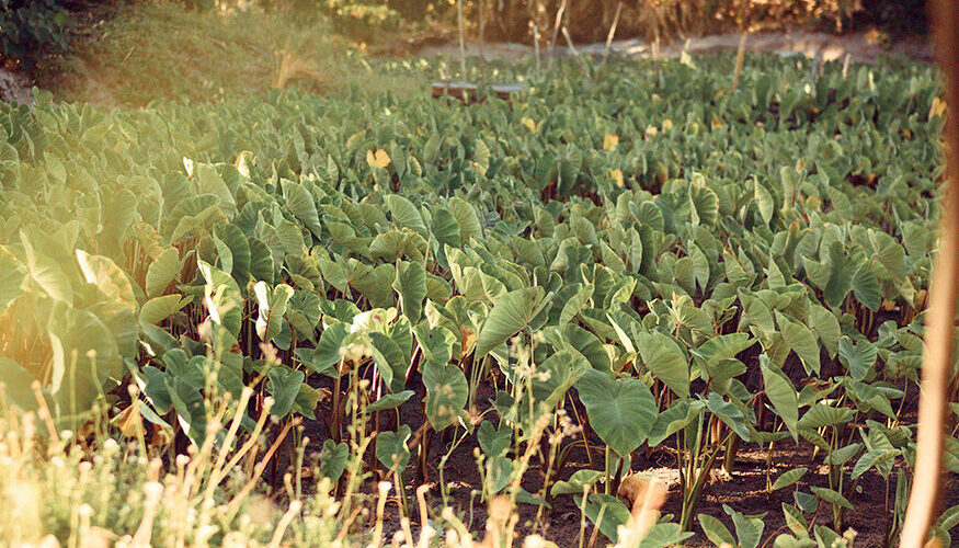 Taro Farming