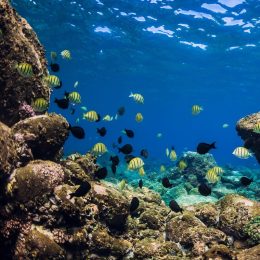 Underwater scene with school of fish over stones bottom. Tropical blue sea